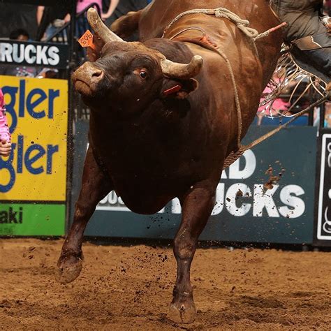 Bull Riding Kaufen und Verkaufen .